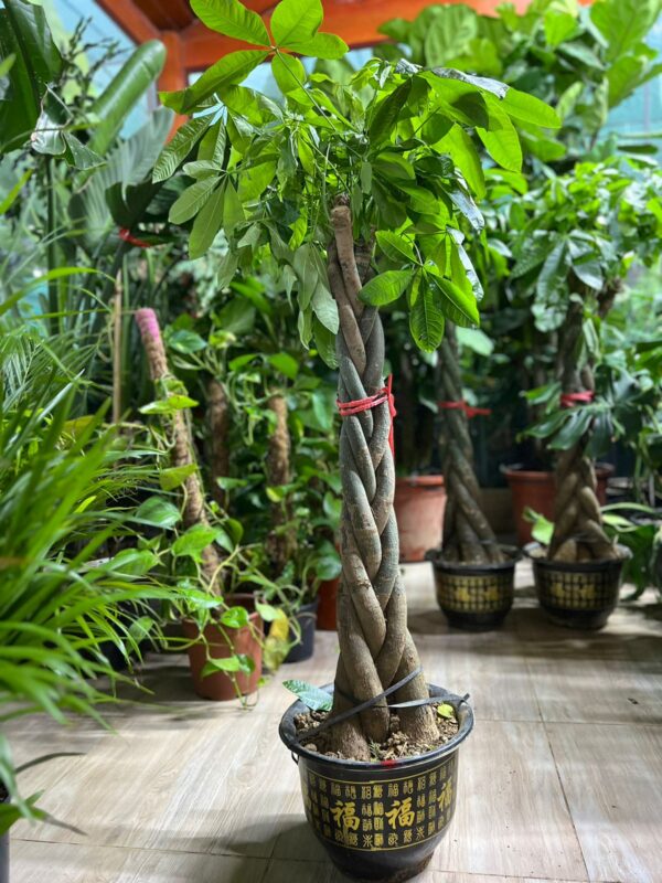 Twisted Pachira or Money Tree